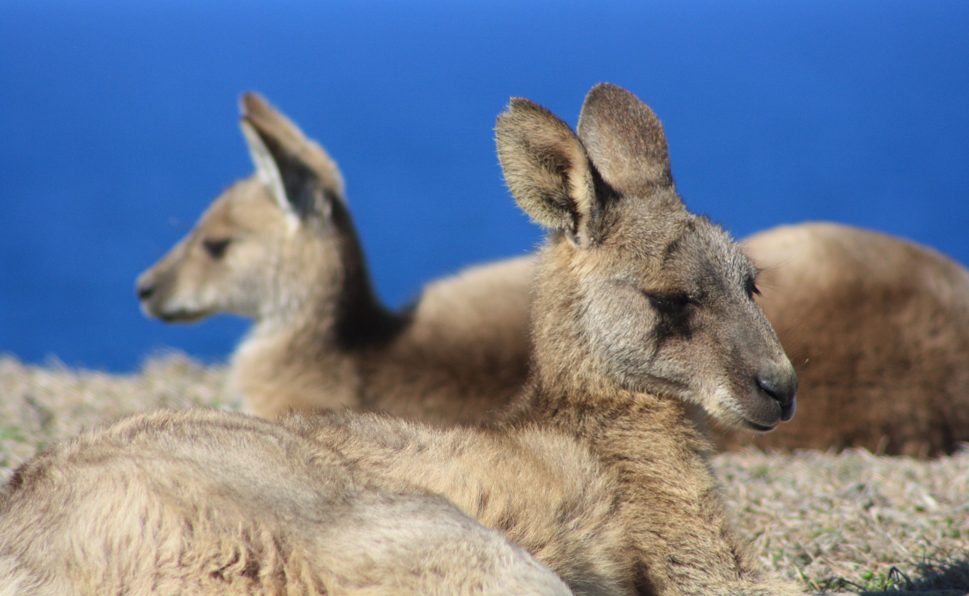 Kangaroos by the Ocean - User Contributed Kangaroos by the Ocean - User Contributed