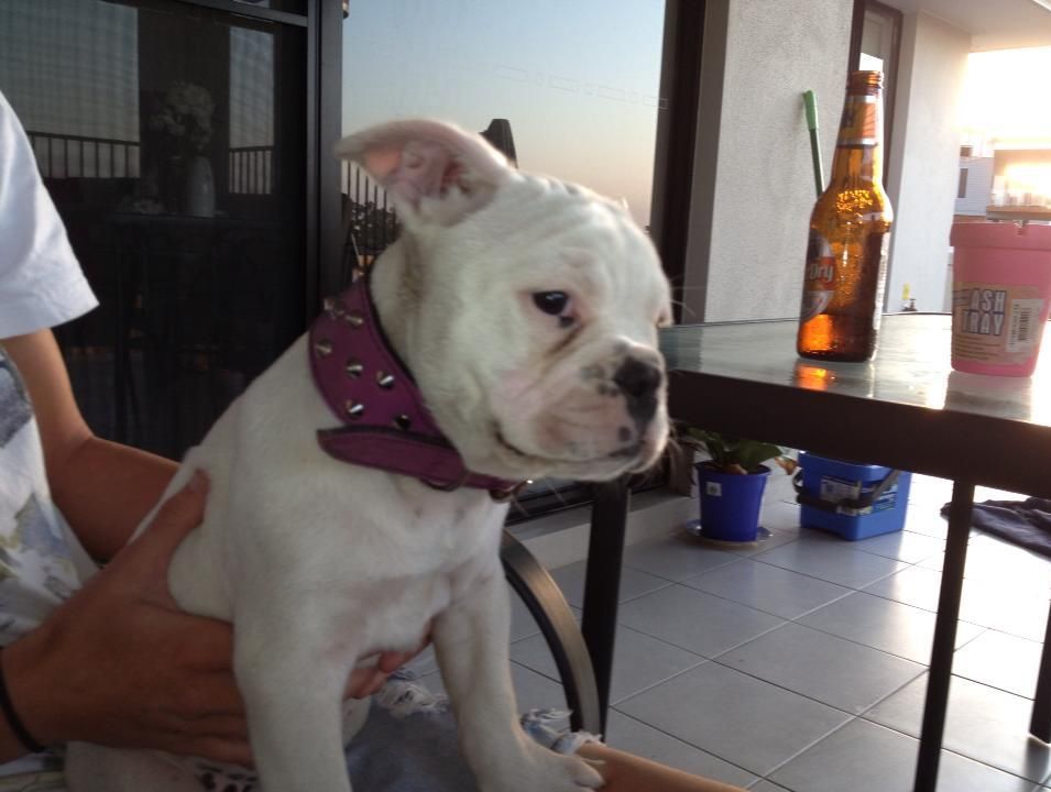 Kasey Murdoch's missing dog Baby. Kasey Murdoch's missing dog Baby.