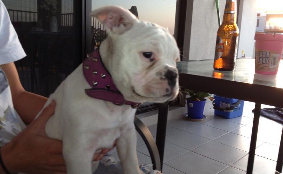 Please help us find our dog. Please help us find our dog.