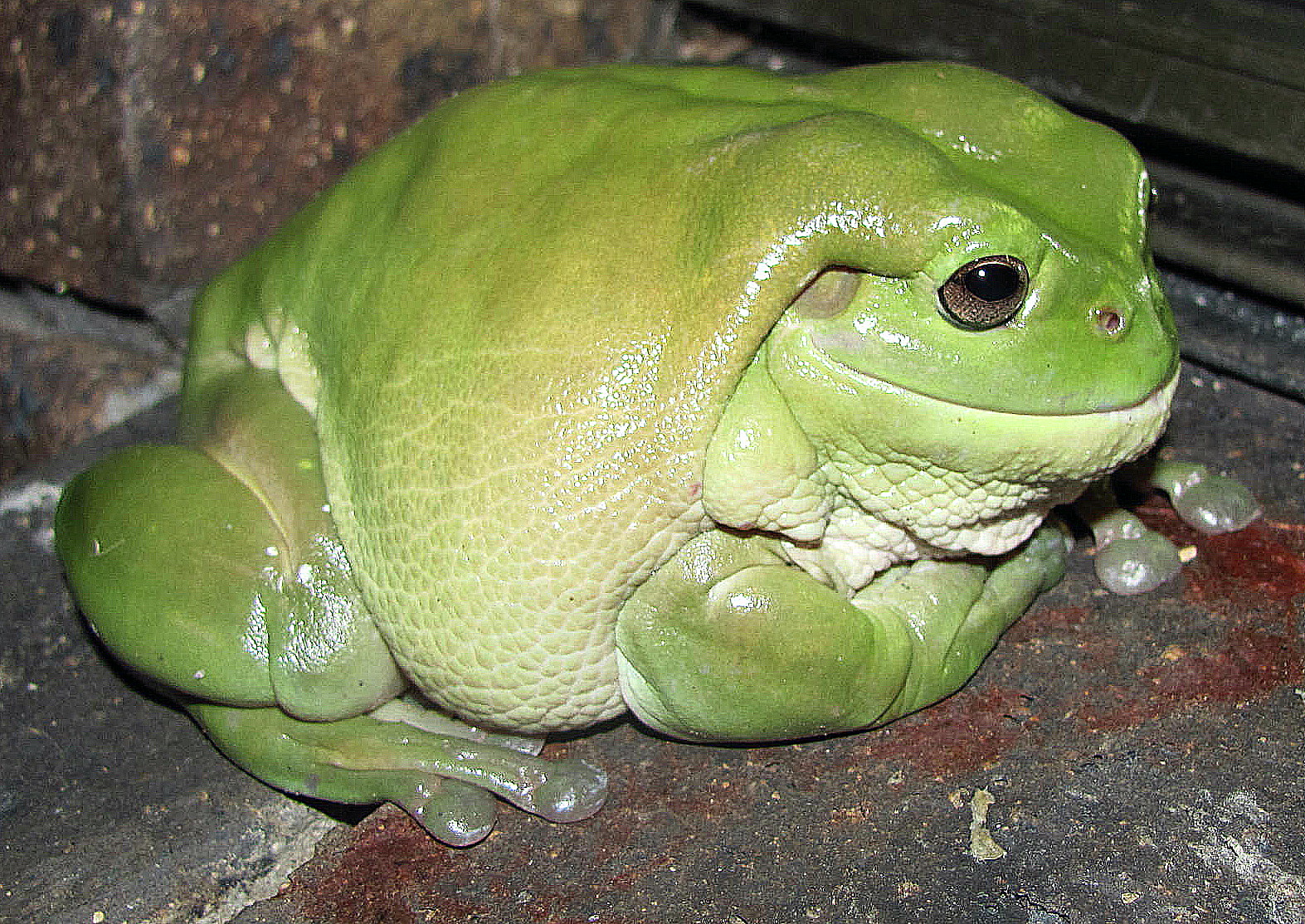 Big Daddy has the munchies - User Contributed