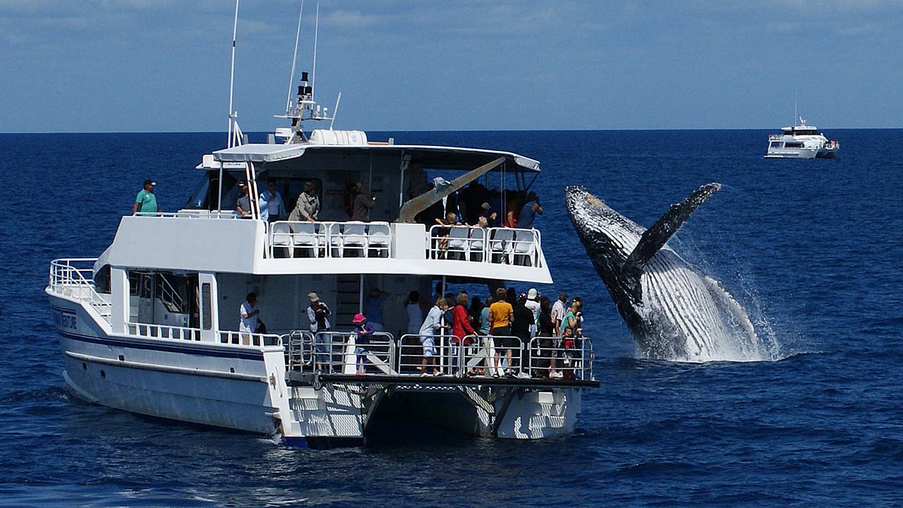 Hervey Bay whale watching. Hervey Bay whale watching.