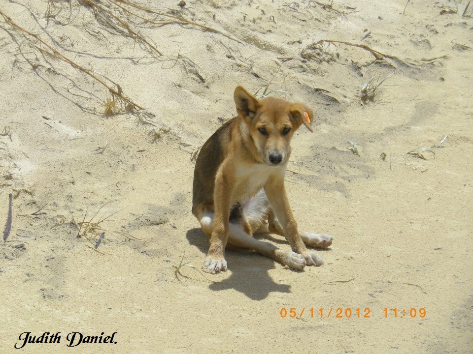 Tagged dingo pup. Tagged dingo pup.