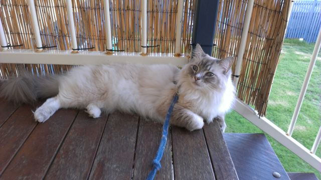 Lost pets should be reported to Gladstone council or the Facebook Lost Pet Coordinator - Gladstone Region page. Lost pets should be reported to Gladstone council or the Facebook Lost Pet Coordinator - Gladstone Region page.
