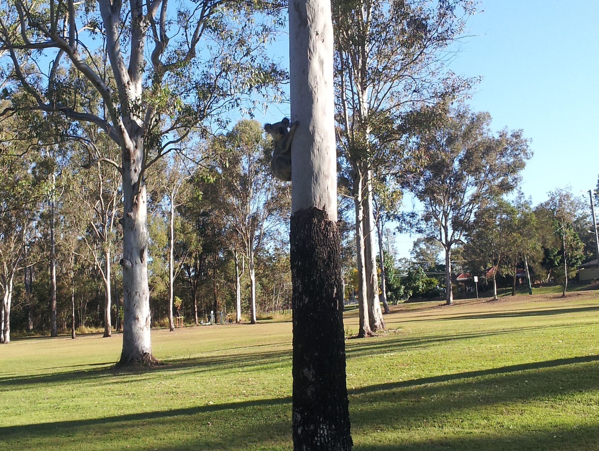 Koala in Goupong Park, Collingwood Park Koala in Goupong Park, Collingwood Park