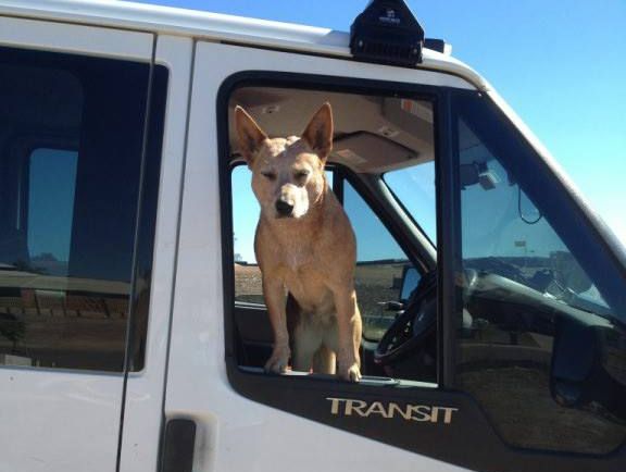 Missing dog in Gladstone. Missing dog in Gladstone.