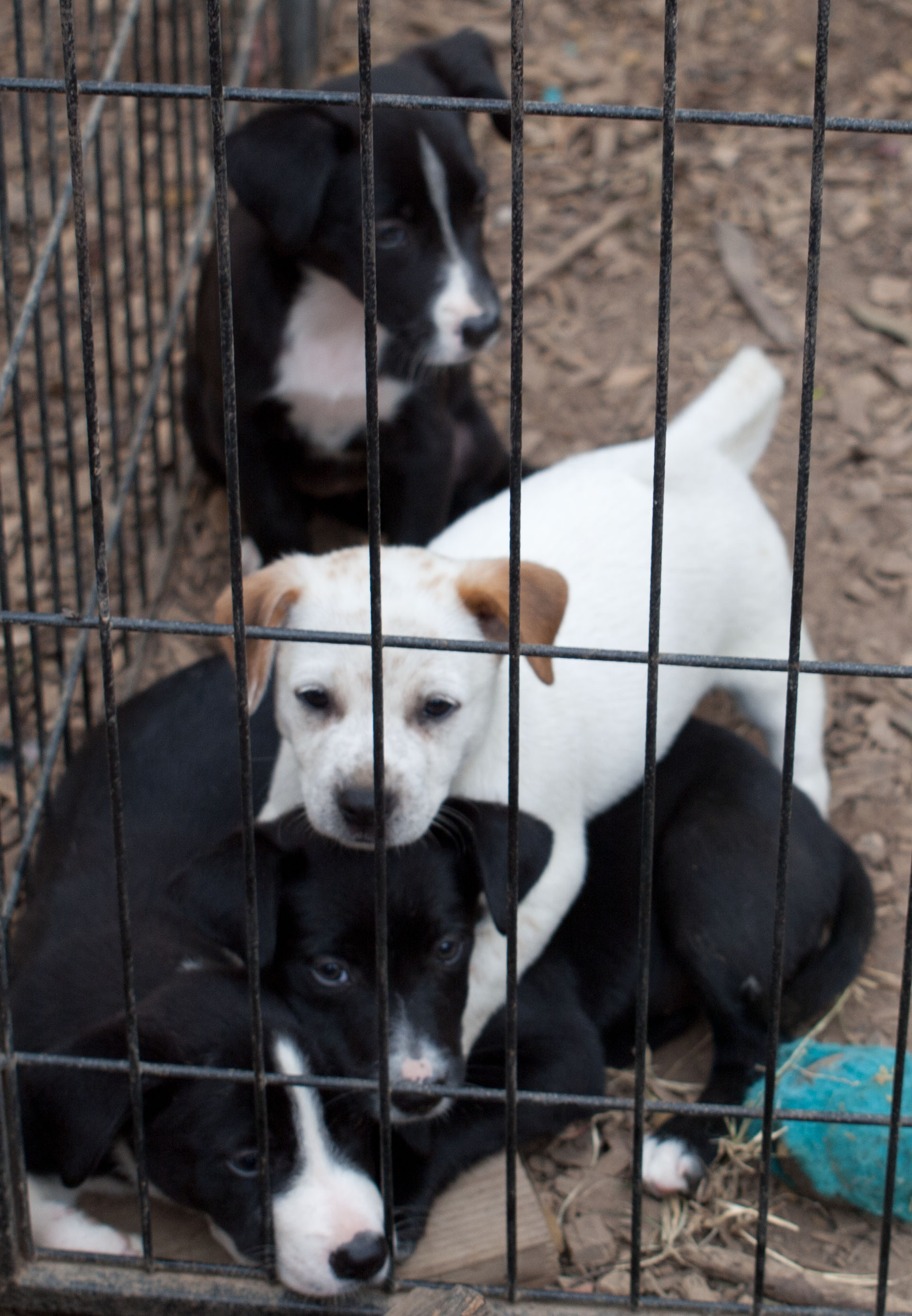 Puppies now safe in the puppy pen at Happy Paws Haven Puppies now safe in the puppy pen at Happy Paws Haven
