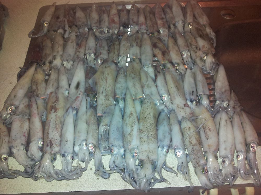 Squid fishing on Urangan Pier Fraser Coast Chronicle