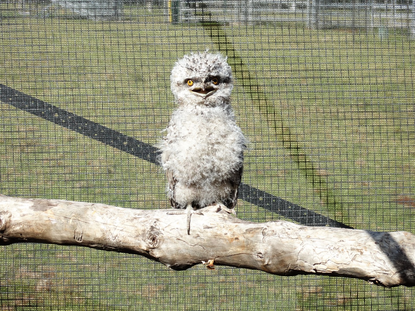 Ohhhh, watch out I am scary !!!  Juvenile Tawny Frogmouth recently in care for Wires.
