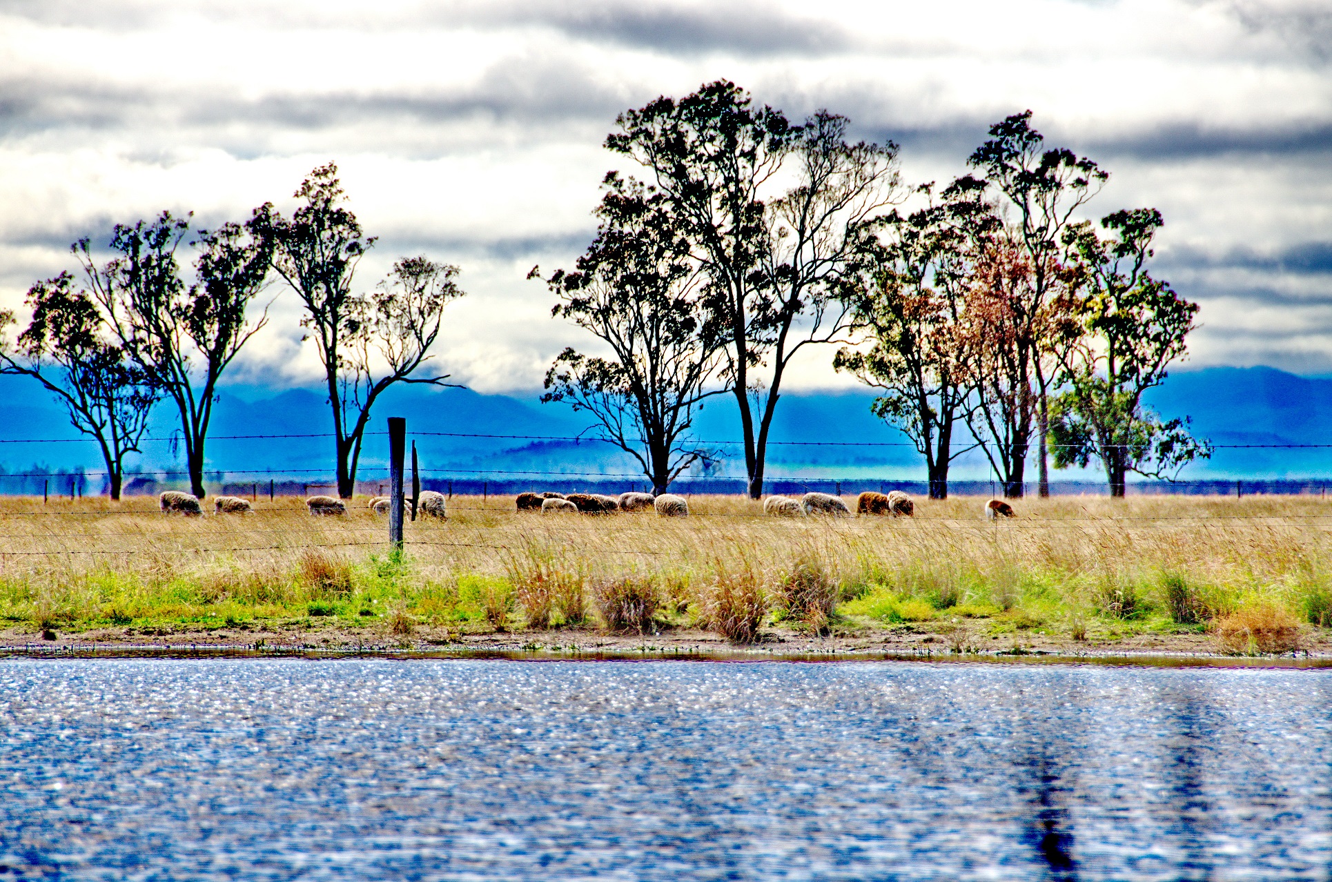 Damara sheep over shadowed by the Bunya mountains 