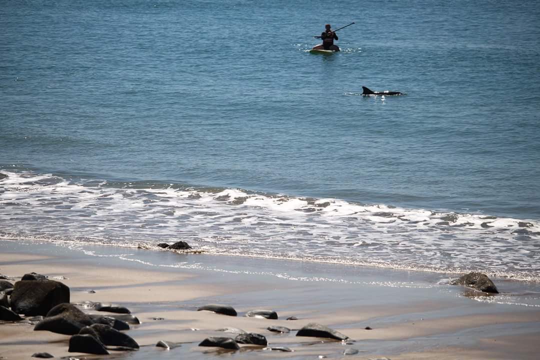 Eimeo beach Dolphins with Ben ballantine