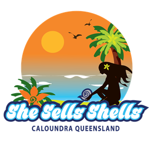 She Sells Shells hits the coast