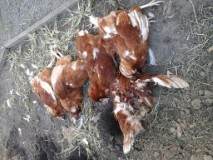 HENS SLAUGHTERED  AT WONDUNNA.