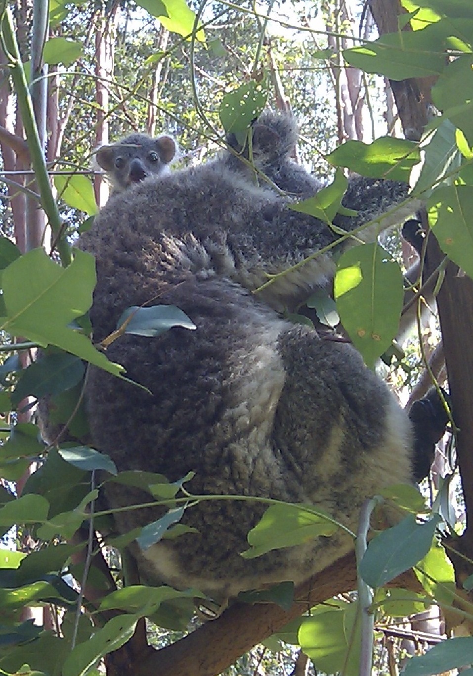 Koalas enjoy the Treetops at Tregeagle