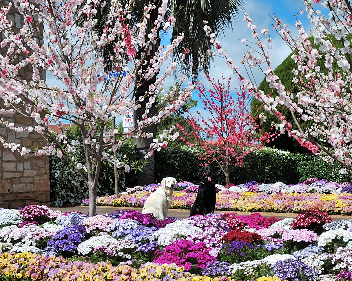 Chilli and Xander smiling for the camera at Queens Park.