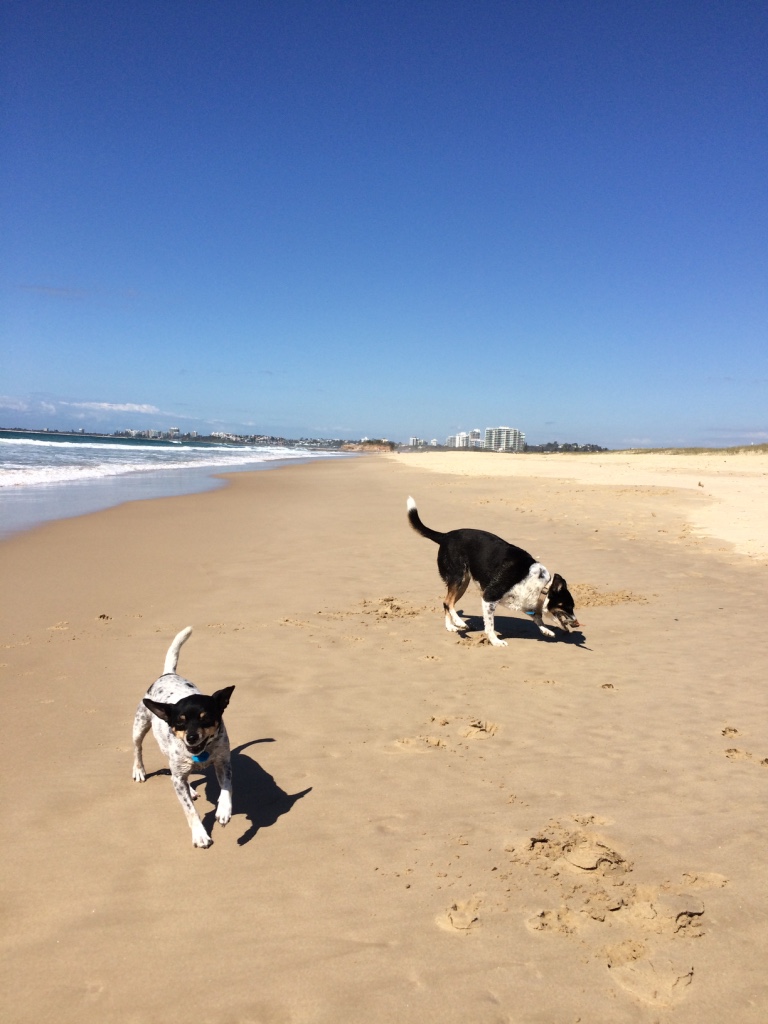 Top Tips for Heading to the Beach with Dogs...