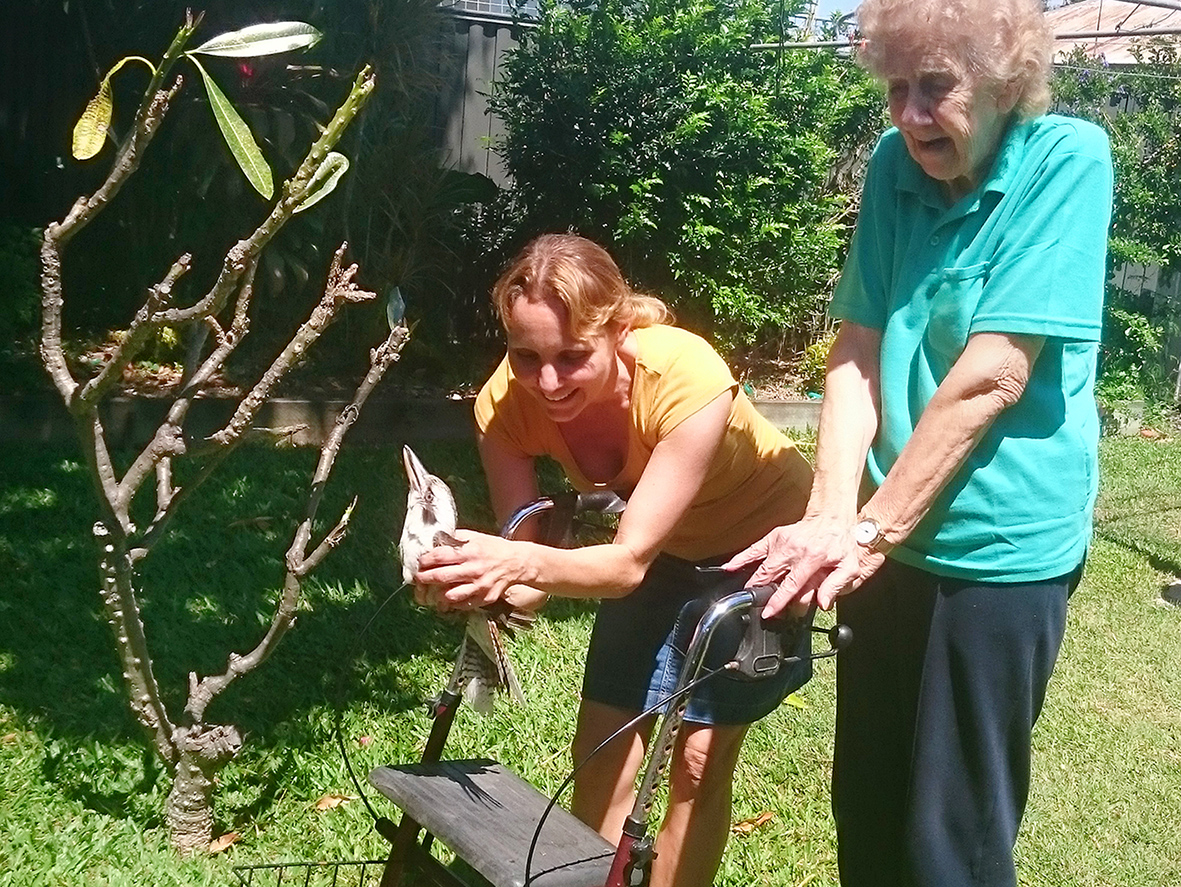Neighbours, Linda Van Der Born (Left) and Margaret Thrussell release Thorpe the laughing kookaburra who they found drowning in a swimming pool. Thorpe was rehabilitated by a Wildlife Rockhampton carer and his rescuers were delighted to see him go free. 