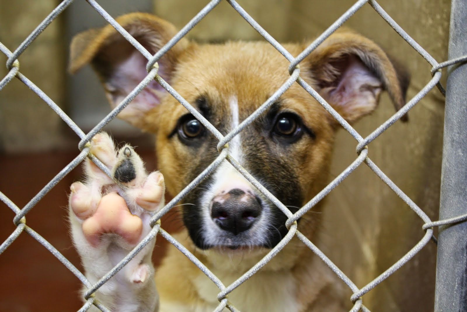 We would like to push for an Animal Cruelty Offenders Register to help protect our animals.
