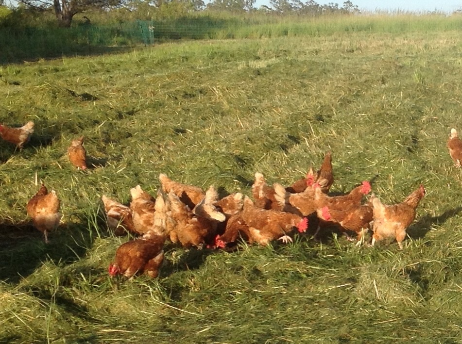 Are you buying safe and legal eggs? Are you buying safe and legal eggs?