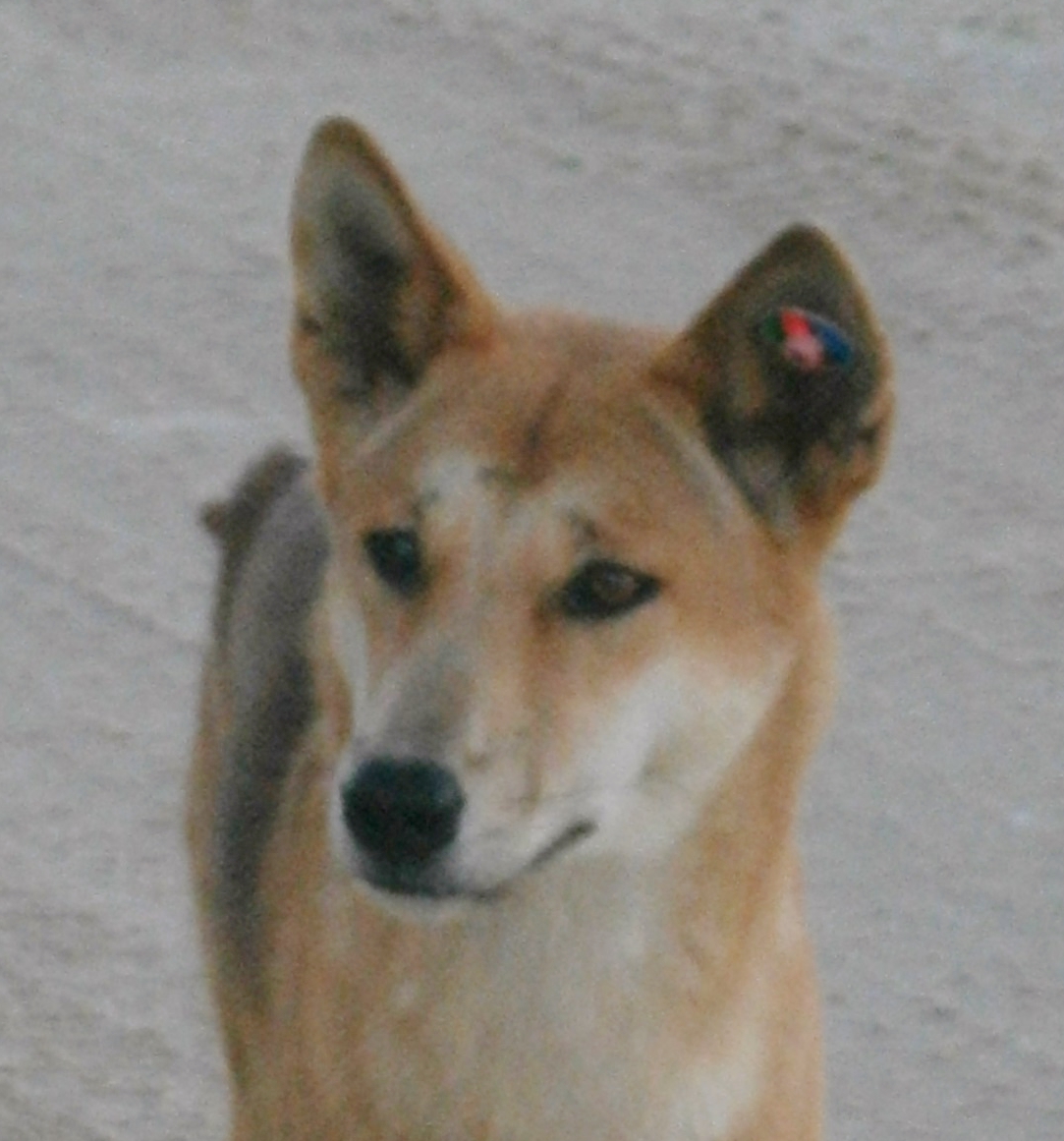 Dingo at the Maheno Dingo at the Maheno