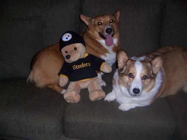 Corgis share happy memories of life with human