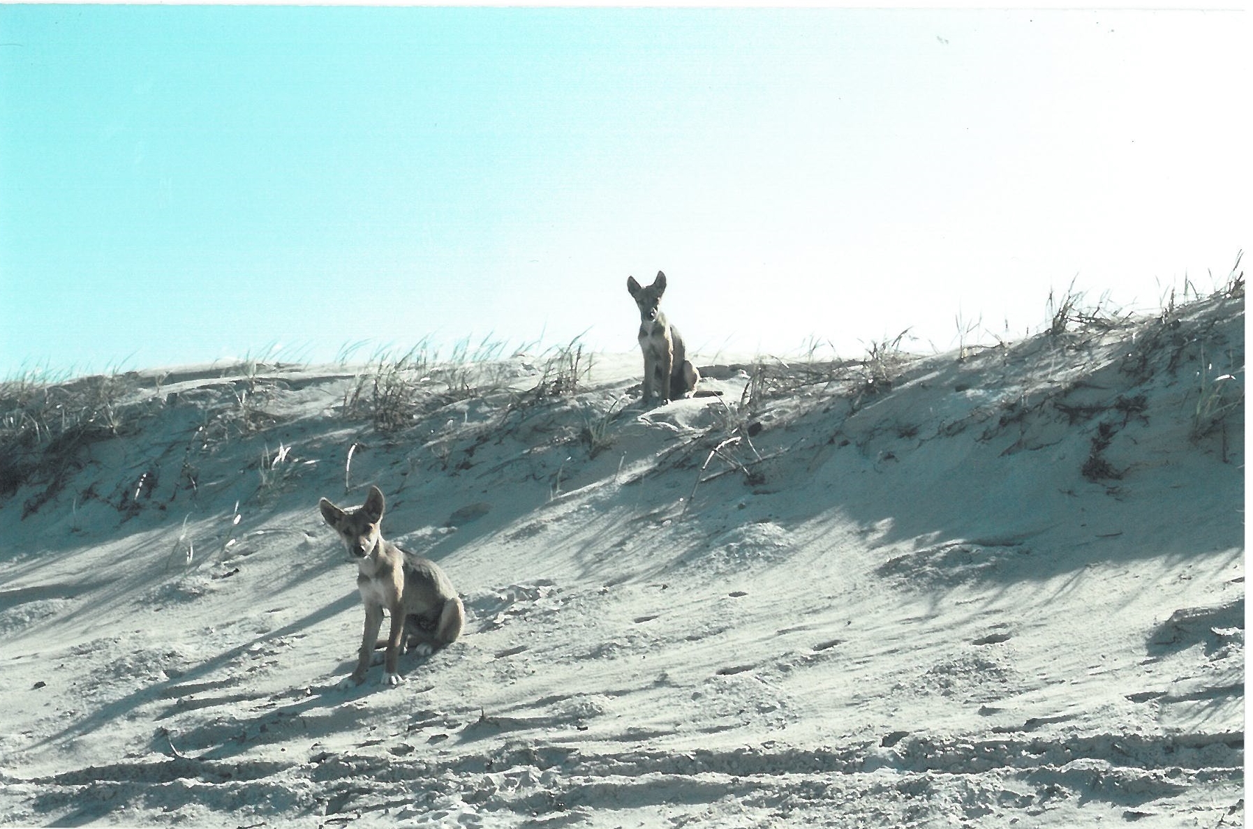 Fraser Island pups. Circa 1979. Fraser Island pups. Circa 1979.