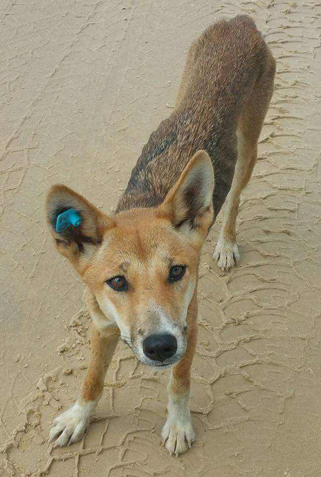 Juvenile dingo claimed to have been euthanised by QPWS. Juvenile dingo claimed to have been euthanised by QPWS.
