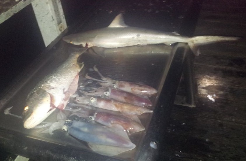 REELED IN: What Marco and Alex caught. REELED IN: What Marco and Alex caught.