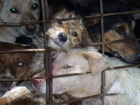 Rescued dogs from illegal dog meat trade Rescued dogs from illegal dog meat trade