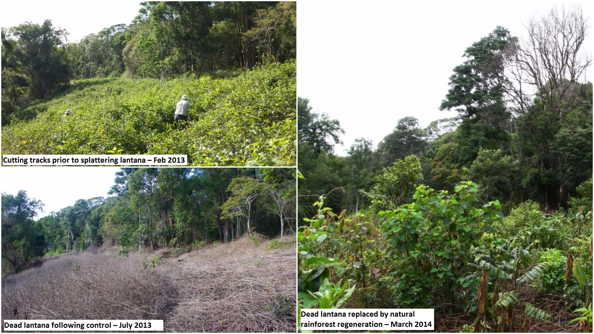 Splatter gun technology transforming Lantana to rainforest Splatter gun technology transforming Lantana to rainforest