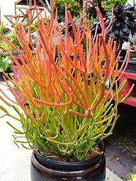 Fire stick succulent Fire stick succulent