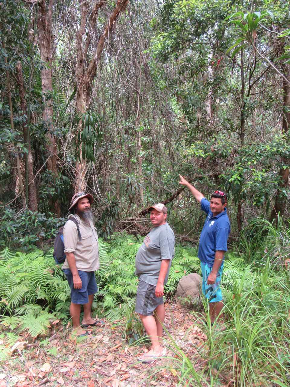 From left - Sean Fleischfresser, Rodney Jones & Kerry Jones (Kabi Kabi Traditional Owners) point to "Yur'ru" - Supplejack vine scrub - Yaroomba Bushland Park From left - Sean Fleischfresser, Rodney Jones & Kerry Jones (Kabi Kabi Traditional Owners) point to "Yur'ru" - Supplejack vine scrub - Yaroomba Bushland Park