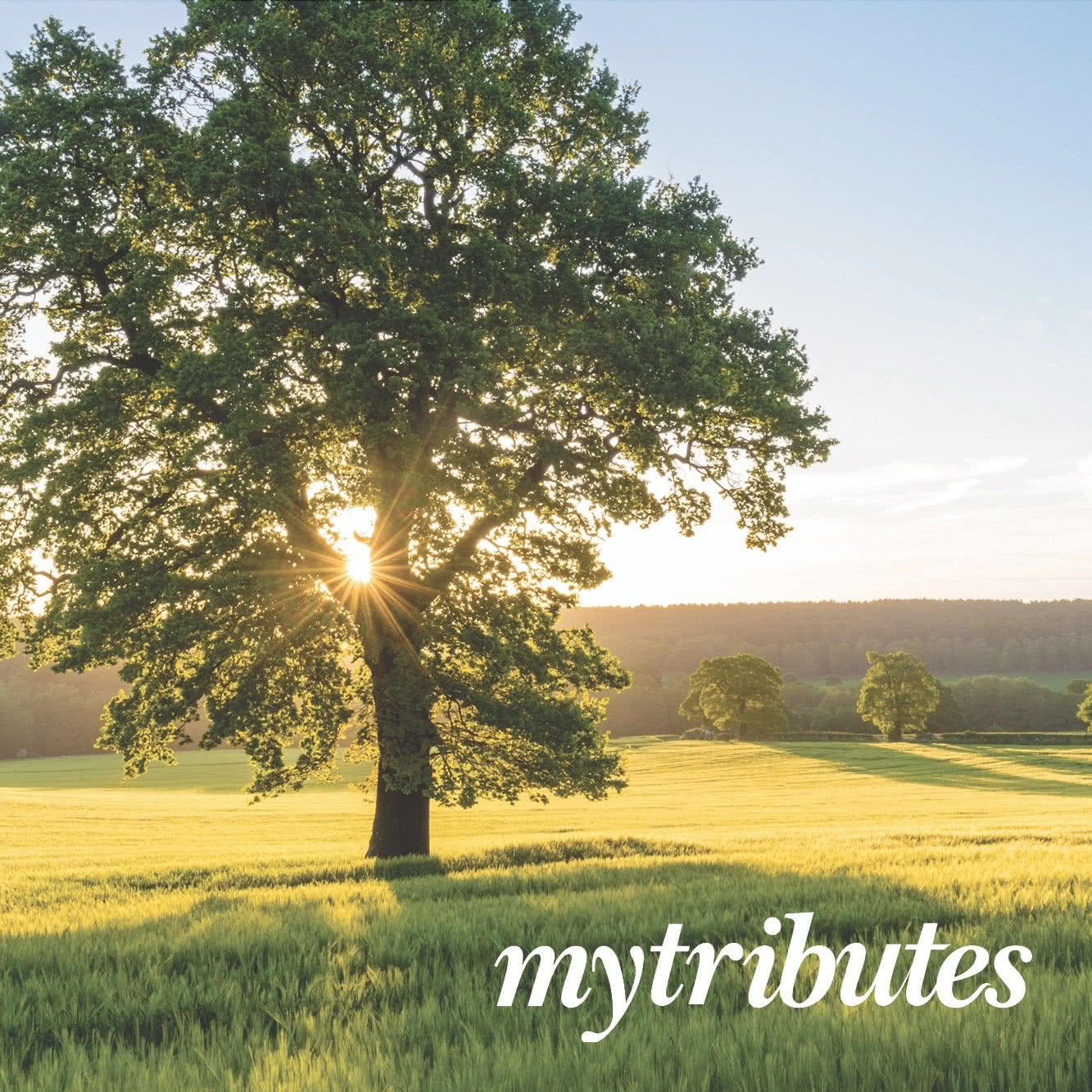 My Tributes Australia S Most Trusted And Visited Place To Celebrate The Life Of Your Loved One Gold Coast Bulletin